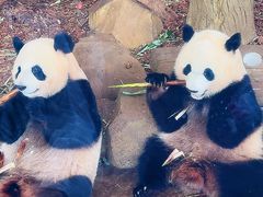 -成都大熊猫繁育研究基地