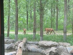 -北京野生动物园