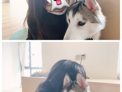 -Husky Go! 哈士奇体验馆·宠物咖啡厅狗咖