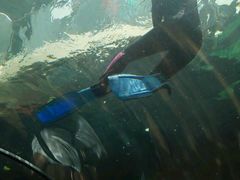 -悉尼海洋生物水族馆
