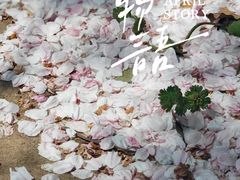 -高东镇樱花园