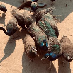 -萌宠亲子动物乐园(槐房万达店)