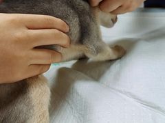 -爱侣·安琦尔宠物医院·中兽医针灸·心内科·狂犬免疫点(宝山区院)