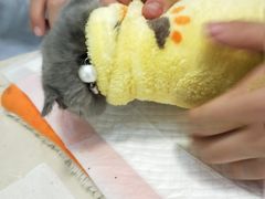 -菲丽丝宠物医院·24小时·猫科中心·免疫点(淮海分院)