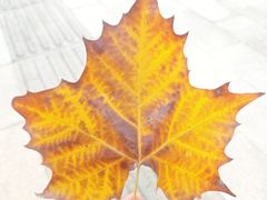 -皖北巫氏三胖地锅鸡(长淮总店)