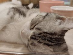-屋虎猫馆(宝安大仟里店)