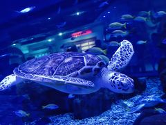 -海合安武汉极地海洋公园