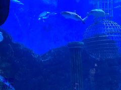 -芜湖新华联大白鲸海洋公园