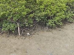 -北海金海湾红树林生态旅游区