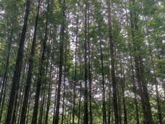 -桤木河湿地公园