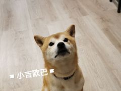 -柴迷FANS CLUB·柴犬狗咖·猫咖