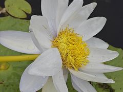 -中国科学院华南植物园