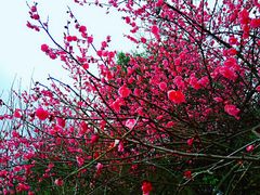 -新建村梅花
