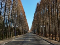 -日照海滨国家森林公园