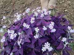 -兰陵国家农业公园