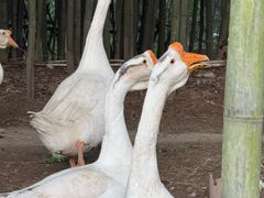 -江南荣村(小溪店)