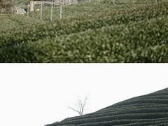 -龙坞茶村