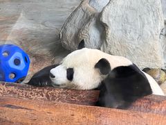 -海南热带野生动植物园