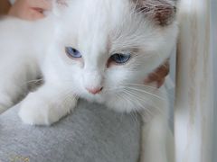 -喵的天空名猫咖啡馆·撸猫·猫舍·用品