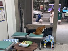 -四月宠物医院·猫专科·心脏专科·内科(转塘店)