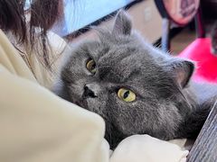 -蓝鲸·缅因猫舍