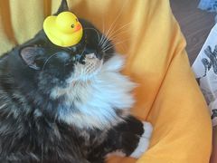 -楼上猫咖(罗湖店)