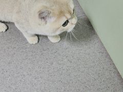 -半岛宠物医院24小时(科华中路店)