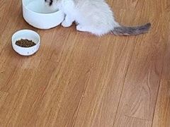 -欣宠猫屋·矮脚拿破仑·蓝金金渐层