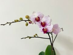 -循礼门鲜花花市(武汉循礼门店)