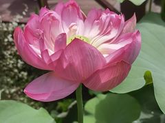 -陈家山荷花公园