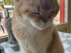 -猫小院猫主题餐厅(南锣旗舰店)