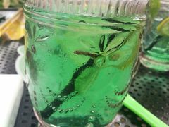 薄荷汽水-海边的猫和咖啡馆