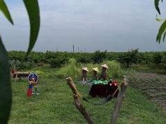 -樂桃源奉贤黄桃种植采摘基地