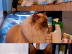 -遇见羊驼·奶狗咖·布偶猫咖·法斗柯基柴犬阿拉斯加(春熙路太古里IFS店)