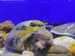-上海海洋水族馆
