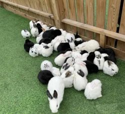 -萌宠亲子动物乐园(槐房万达店)