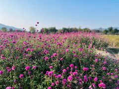 -径山花海
