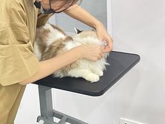 -爱洗澡的猫(天河路店)