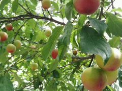 android_upload_pic-古韵山庄