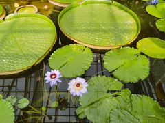 -国家植物园南园