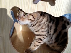 -瞄一喵猫咖(格力海岸店)