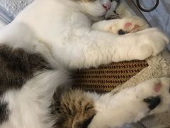 -共舞时光猫咖·狗咖(新街口店)