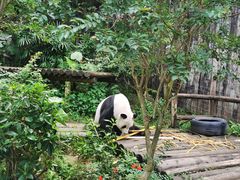 -深圳野生动物园
