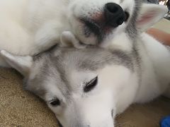 -TrueLove @ Neverland (Husky Cafe)