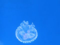 -福州罗源湾海洋世界旅游区