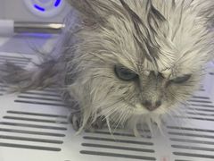 -爱洗澡的猫(天河路店)