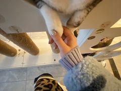 酸奶-有猫儿腻咖啡厅.猫咖