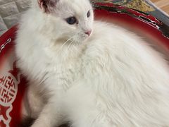 -平行世界·猫咖(首经贸店)