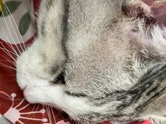 -纳吉亚猫专科动物诊疗中心(蒋宅口分院)