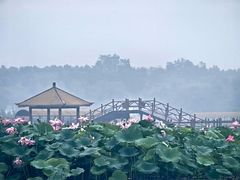 -白洋淀景区